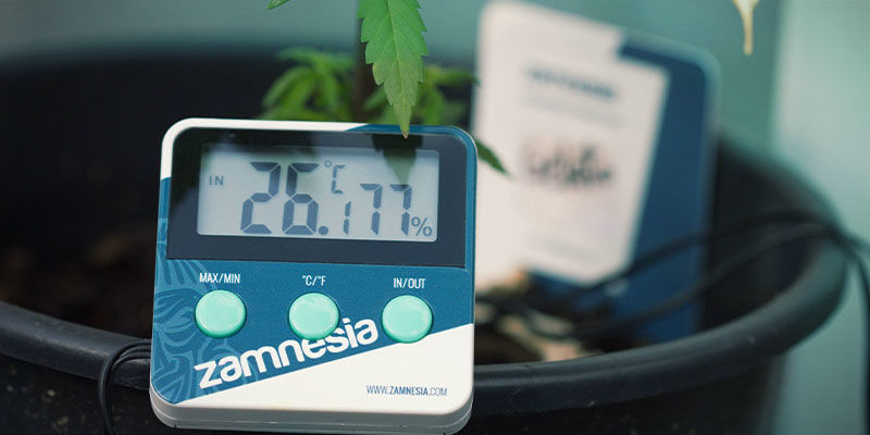 Temperatur Cannabis näringstillgänglighet: temperatur