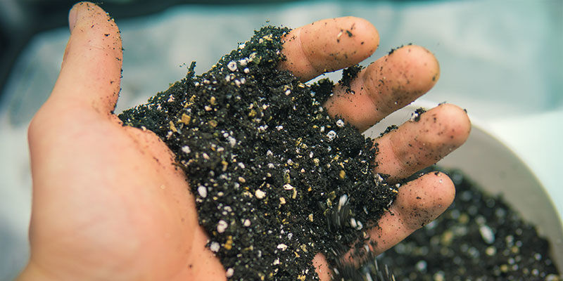Jordluftning Cannabis näringstillgänglighet: jordluftning