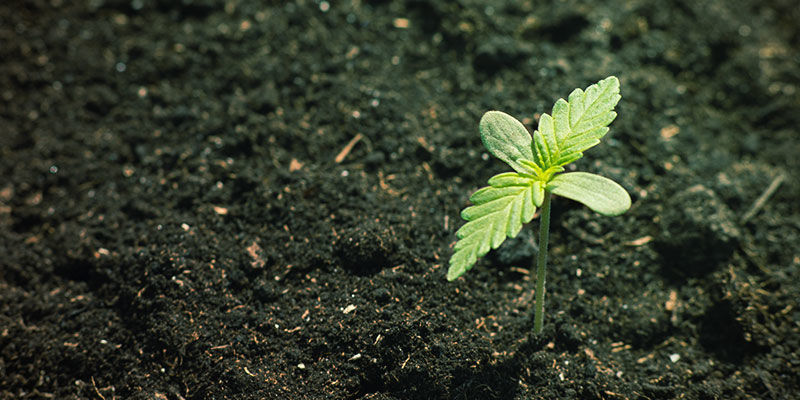 Mineral And Organic Composition Of Soil Cannabis Nutrient Availability: Mineral and organic composition of soil