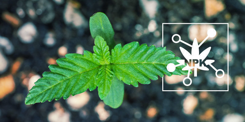 5 Key Factors Influencing Cannabis Nutrient Availability 5 Key Factors Influencing Cannabis Nutrient Availability