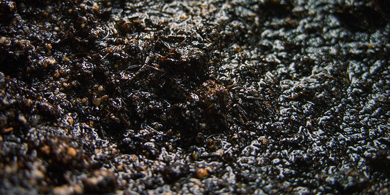 Markfukt Cannabis Nutrient Availability: Soil moisture