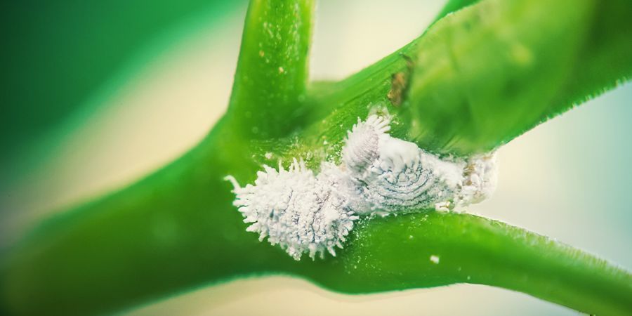 Mjöllöss Mealybug