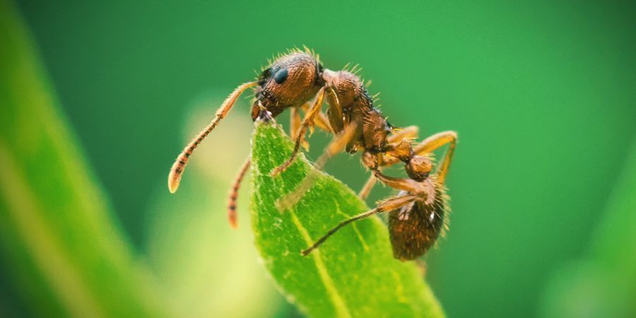 Myra Ant