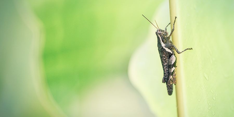 Syrsa Cricket