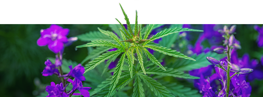 Samplantering