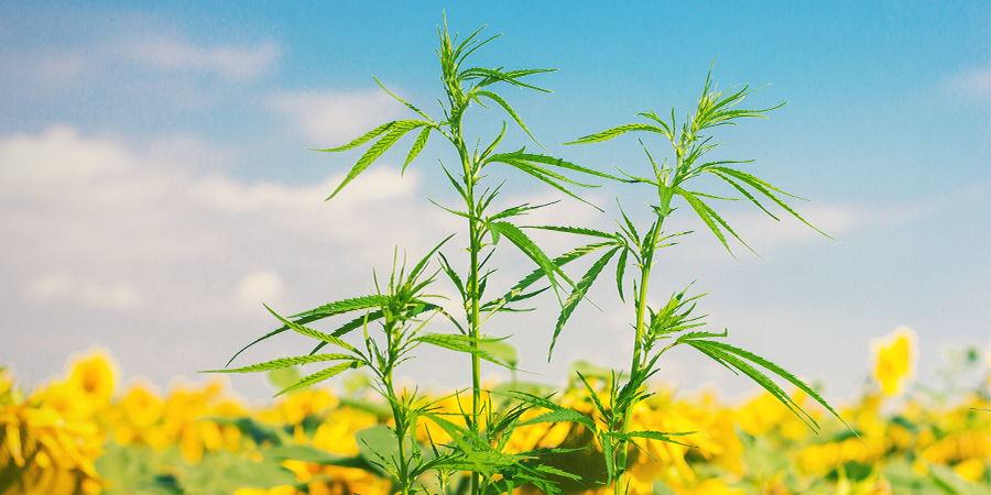 Vad är följeväxter för cannabis? Vad är följeväxter för cannabis?