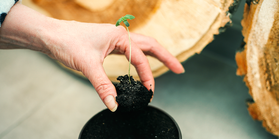 Omplantering efter att fröna grott Omplantering efter att fröna grott - CANNABIS
