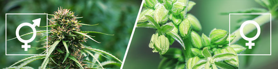 Feminiserade vs reguljära cannabisfrön Feminized vs regular cannabis seeds