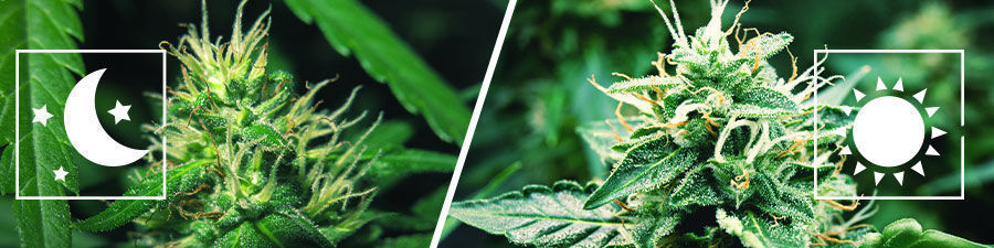 Fotoperiod vs Autoflower Fotoperiod vs Autoflower
