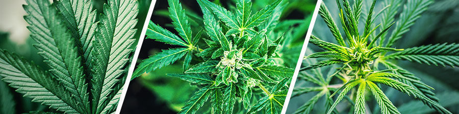 Sativa vs indica vs hybrid cannabisfrön Sativa vs indica vs hybrid cannabis seeds