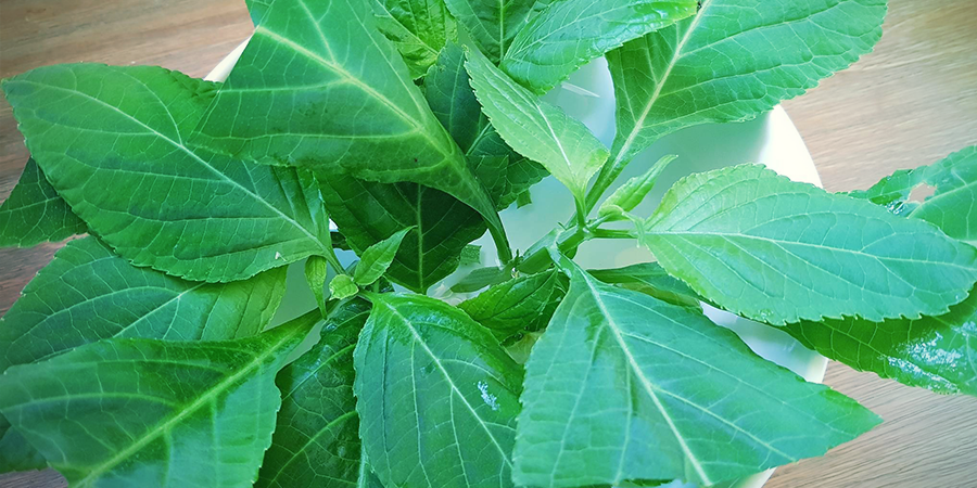 Kan du odla Salvia divinorum? Kan du odla Salvia divinorum?