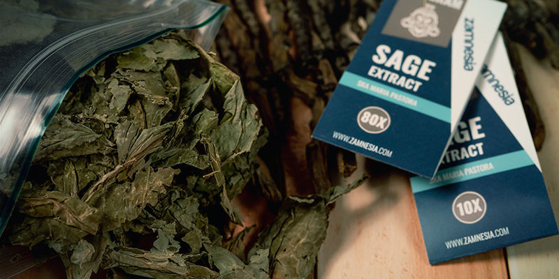 Hur fungerar Salvia divinorum? Hur fungerar Salvia divinorum?