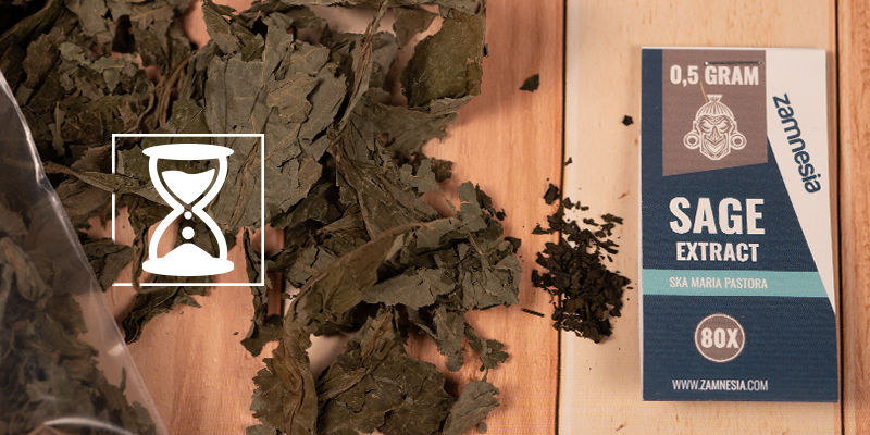 Hur länge varar effekterna av Salvia divinorum? Hur länge varar effekterna av Salvia divinorum?