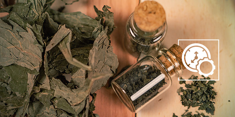 Hur länge stannar Salvia divinorum i kroppen? Hur länge stannar Salvia divinorum i kroppen?