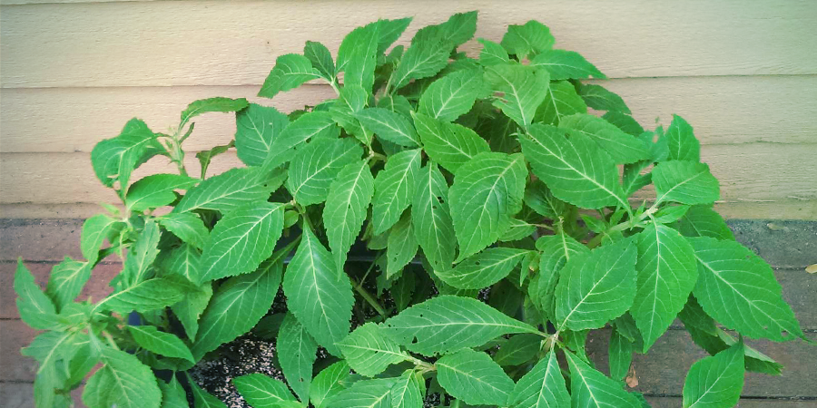Vilka andra namn är Salvia divinorum känd under? Vilka andra namn är Salvia divinorum känd under?