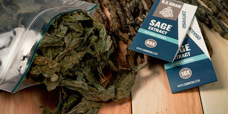 Vilka typer av Salvia finns tillgängliga? Vilka typer av Salvia finns tillgängliga?