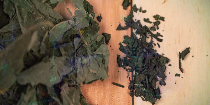 Varför är salvia — ibland — en så skrämmande resa? Varför är salvia — ibland — en så skrämmande resa?