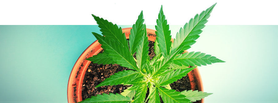 Autoflower cannabisfrön