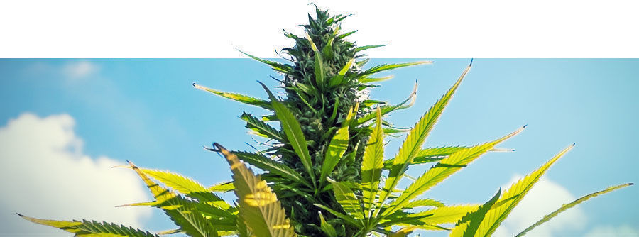 Feminiserade cannabisfrön