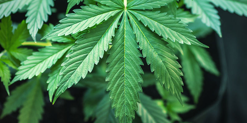 Vilka växter används för att producera CBD-produkter med hög procenthalt? Vilka växter används för att producera CBD-produkter med hög procenthalt?