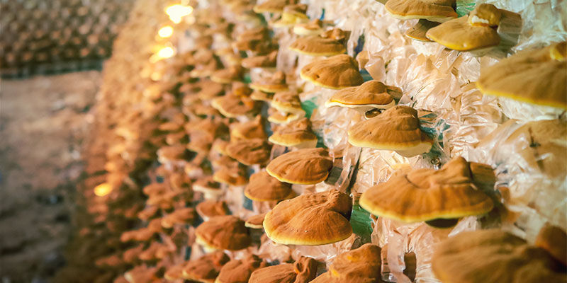 Hur tillverkas svamptinktur kommersiellt? How Is Mushroom Tincture Made Commercially?