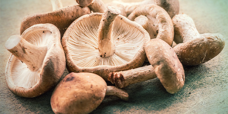 Shiitake-svamp Shiitake Mushroom