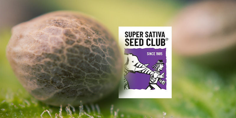 Innehåller Super Sativa Seed Clubs katalog enbart sativafrön? Innehåller Super Sativa Seed Clubs katalog enbart sativafrön?