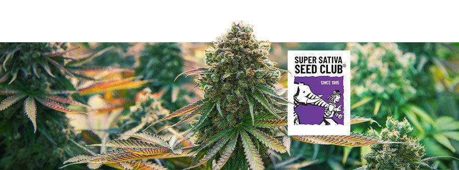 Information om Super Sativa Seed Club Information om Super Sativa Seed Club