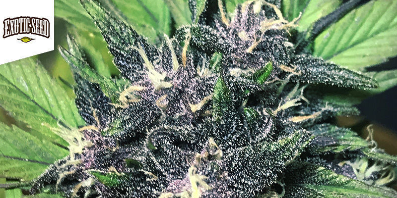 Black Lemon Auto - Exotic Seeds
