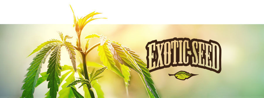 Exotic Seed - Cannabisfr&ouml;n