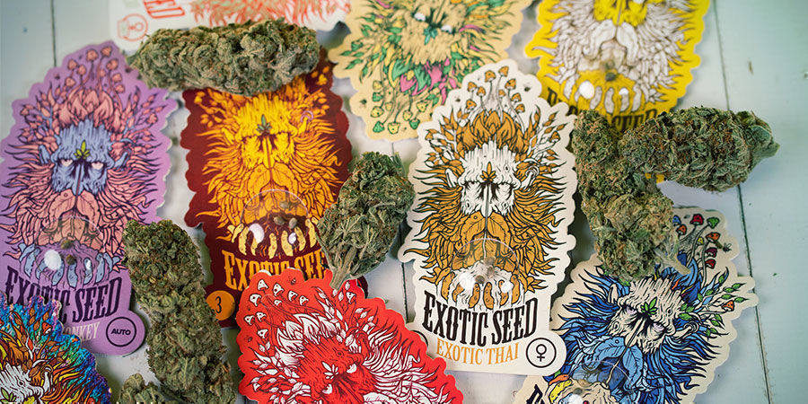 Exotic Seed Cannabisfr&ouml;n f&ouml;rpackning