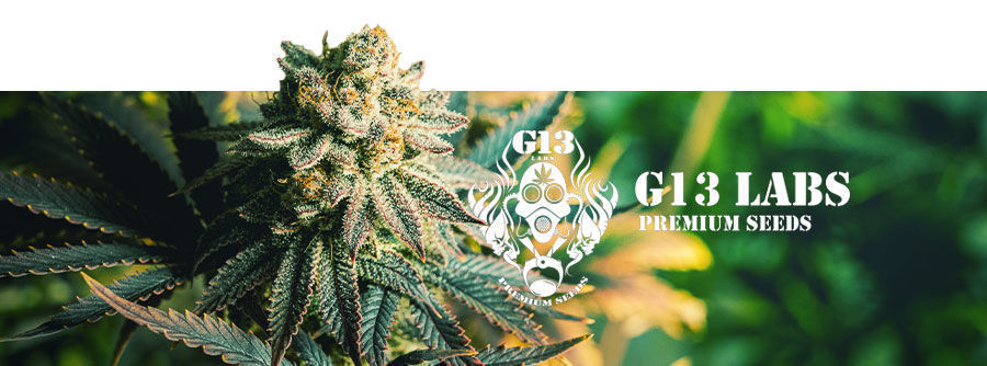 G13 Labs - Cannabisfrön G13 Labs - Cannabisfrön