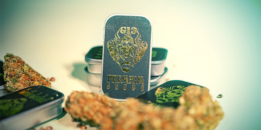 Vilka är de tre bästa cannabissorterna från G13 Labs? Topp 3 cannabissorter av G13 Labs