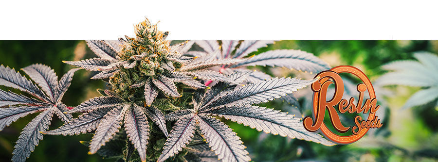Resin Seeds Resin Seeds - Cannabisfrön