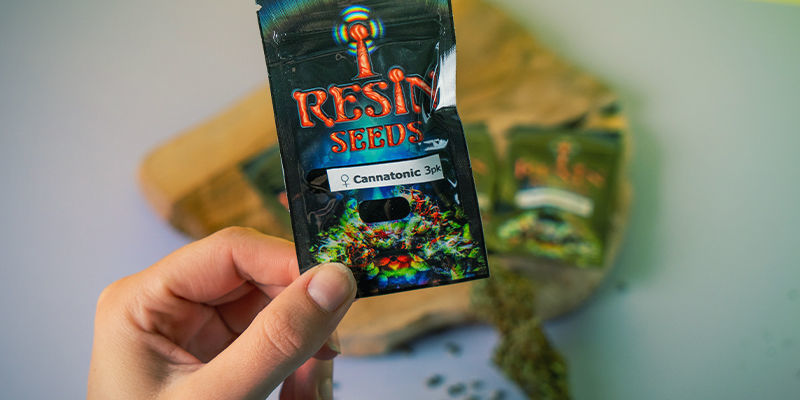 Resin Seeds: Grundarna av CBD-rörelsen Resin Seeds: Founders CBD Movement