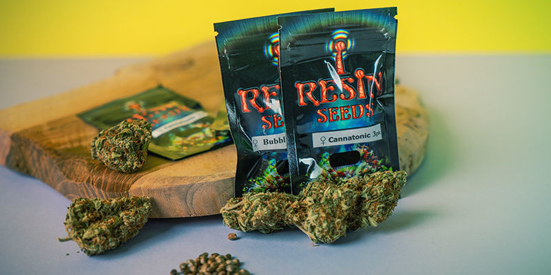 Resin Seeds: Endast feminiserade cannabisfrön Resin Seeds: Feminiserade cannabisfrön
