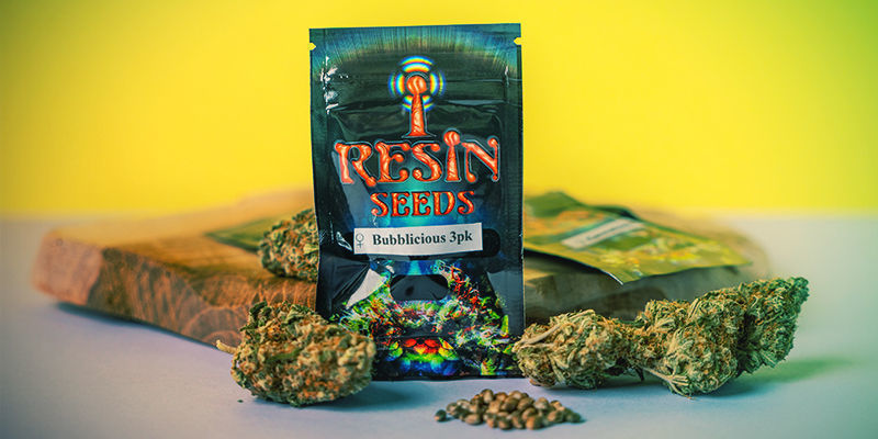 Vad gör Resin Seeds speciella? Vad gör Resin Seeds speciella?