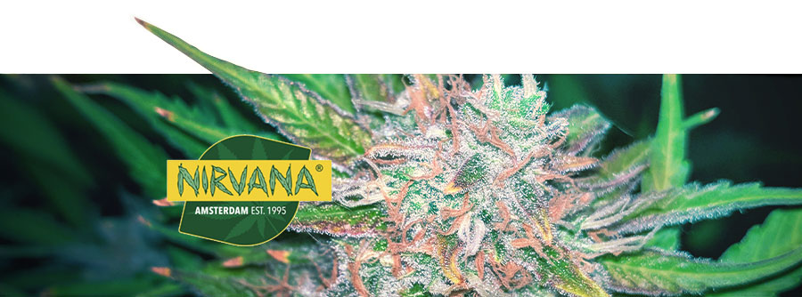 Information om Nirvana Seeds Information om Nirvana Seeds