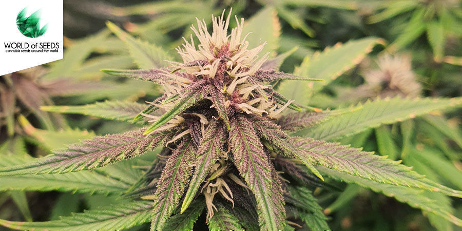 Afghan Kush Ryder