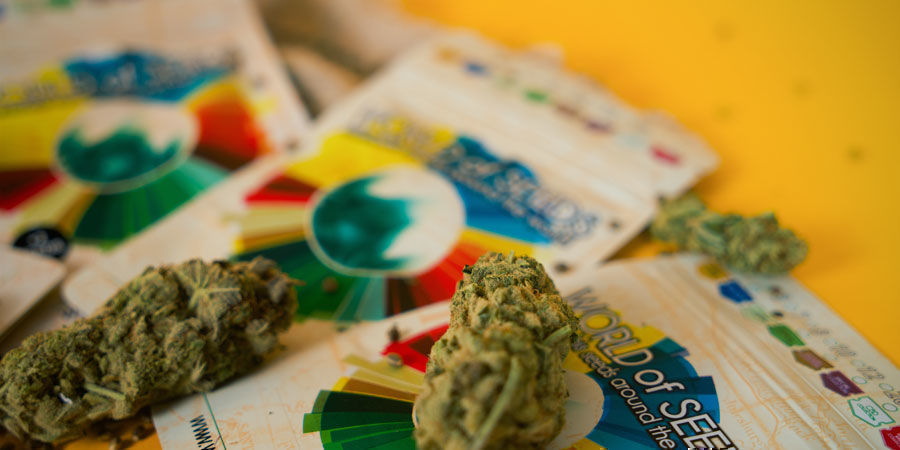 Vilka &auml;r de b&auml;sta cannabissorterna fr&aring;n World Of Seeds?