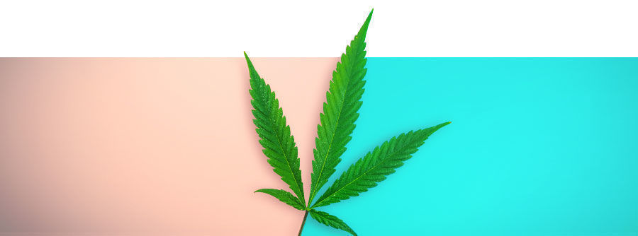 regulj&auml;ra cannabisfr&ouml;n