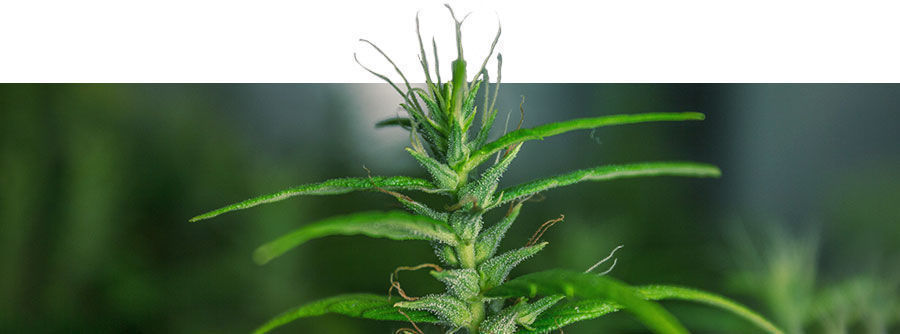 Klassiska cannabissorter
