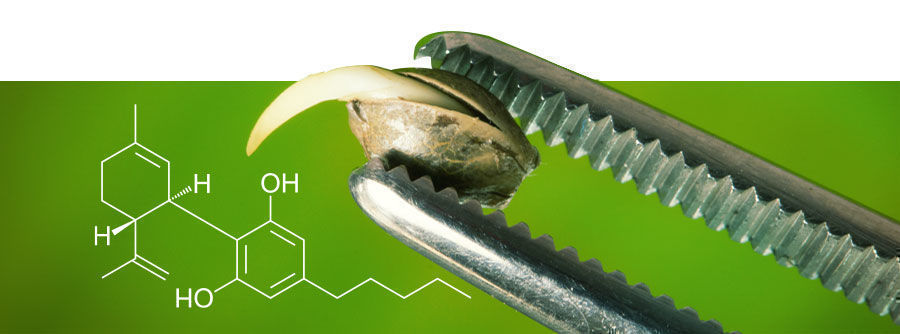 Om CBD frön