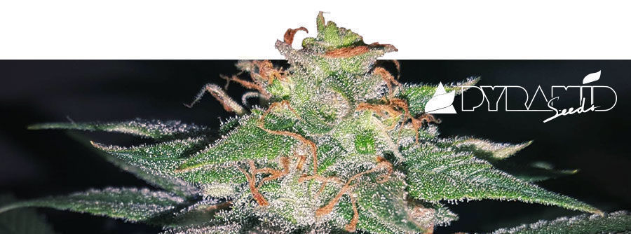 Information om Pyramid Seeds Information om Pyramid Seeds