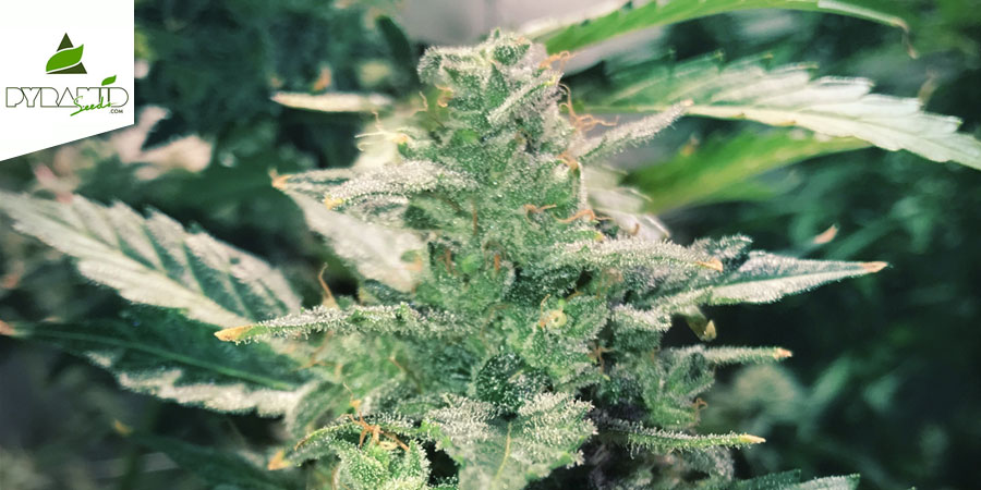 Auto Anesthesia (Pyramid Seeds) Feminiserade