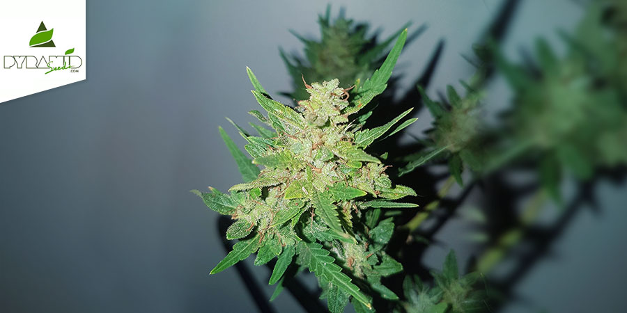 Auto Nefertiti (Pyramid Seeds) Feminiserade