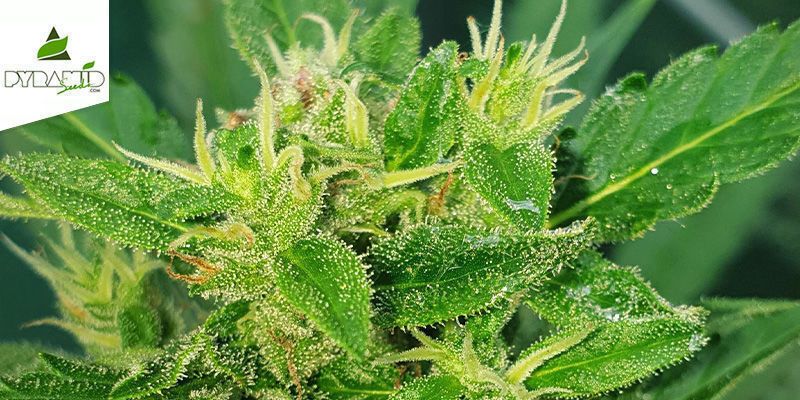 Auto Super Hash (Pyramid Seeds) Feminiserade