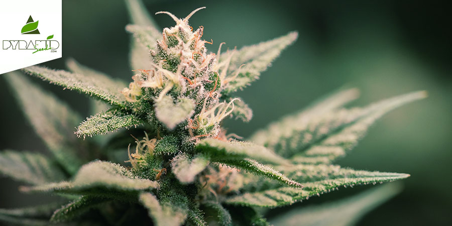 Super Hash (Pyramid Seeds) Feminiserad