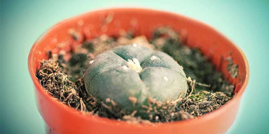 Så köper du meskalinkaktusar HOW TO BUY MESCALINE CACTI