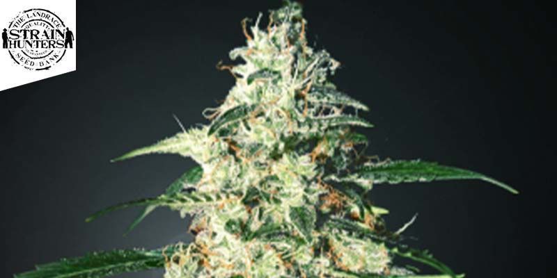 Skunk Autoflower (Strain Hunters) 